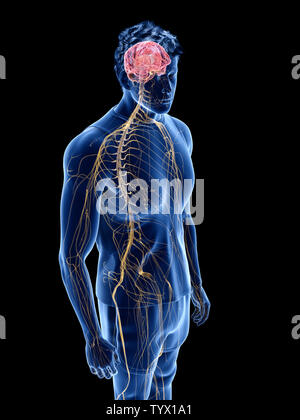 3d rendered medically accurate illustration of the human nervous system Stock Photo