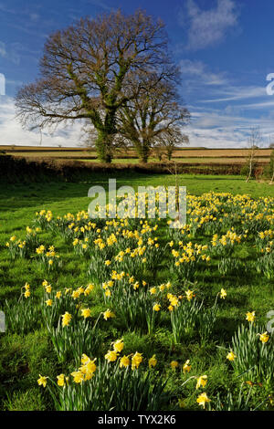 UK,Somerset,Chard,Snowdon Park and Daffodils Stock Photo