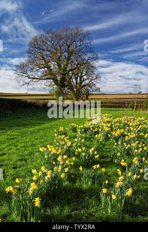 UK,Somerset,Chard,Snowdon Park and Daffodils Stock Photo