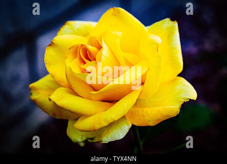 Lovely Yellow Rose Shining in the Moonlight Stock Photo