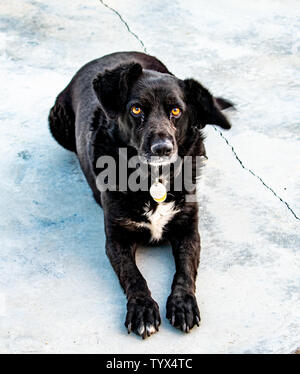 Lovely Black Dog Resting on Pavement Stock Photo