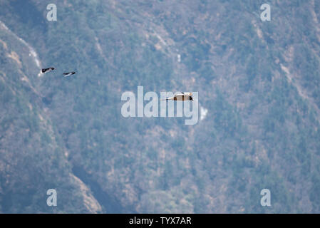 Hawk and two choughs in flight over mountain landscape in Nepal Stock Photo