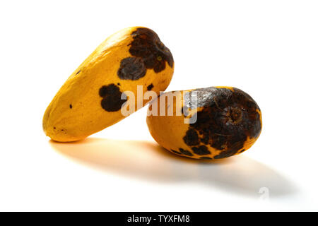 top view two pieces rotten mangos close up on a white background Stock  Photo - Alamy