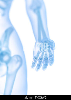 3d rendered medically accurate illustration of the skeletal hand Stock Photo