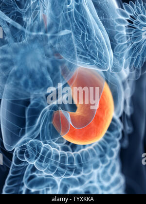 3d rendered medically accurate illustration of a womans stomach Stock Photo