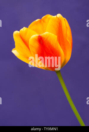 Yellow and red single tulip flower against a purple background. Stock Photo