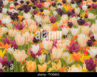 An abundance of multicoloured tulips growing in a flowerbed. Stock Photo