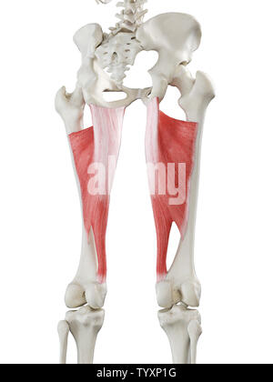 3d rendered medically accurate illustration of a womans Adductor Magnus Stock Photo