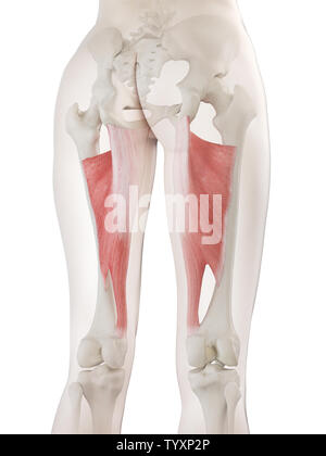 3d rendered medically accurate illustration of a womans Adductor Magnus Stock Photo