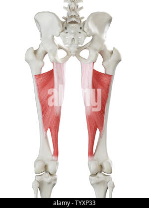 3d rendered medically accurate illustration of a womans Adductor Magnus Stock Photo