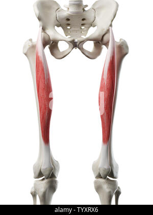 medically accurate illustration of the rectus femoris Stock Photo - Alamy