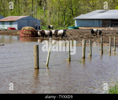 Cows standing on dry ground in a flooded pasture. Heavy rain and storms in the Midwest have caused widespread flooding and affected farming operations Stock Photo