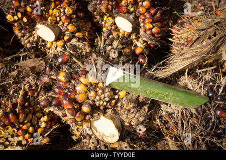 SABAH MALAYSIA - MAY 18 2019;  Oil palm kernel collected  by plantation workers and placed by side of plantation road for collection with piece stem w Stock Photo
