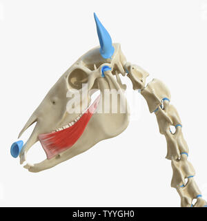 3d rendered medically accurate illustration of the equine muscle anatomy - Buccinator Stock Photo