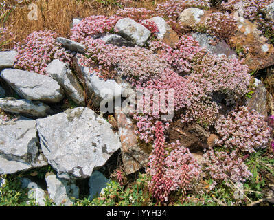 Wild flowers of English Stonecrop (sedum anglicum) on the Pembrokeshire Coast Path in June Stock Photo