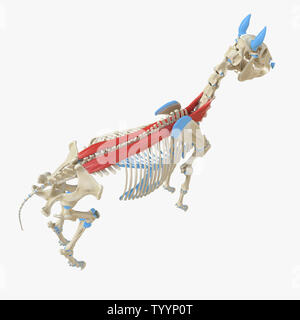 3d rendered medically accurate illustration of the equine muscle anatomy - Spinalis Stock Photo
