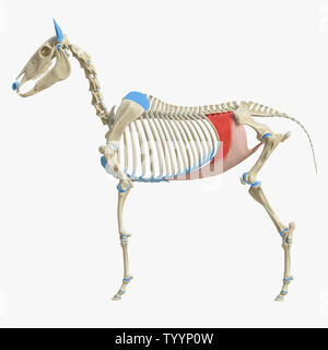 3d rendered medically accurate illustration of the equine muscle anatomy - Transversus Abdominis Stock Photo