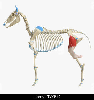 3d rendered medically accurate illustration of the equine muscle anatomy - Tensor Fascia Lata Stock Photo