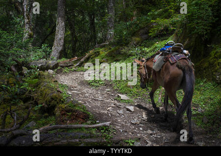 Original forest scenery of Meri Yupang Village, Yunnan Province Stock Photo