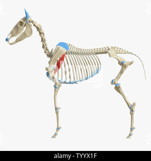 3d rendered medically accurate illustration of the equine muscle anatomy - Teres Major Stock Photo