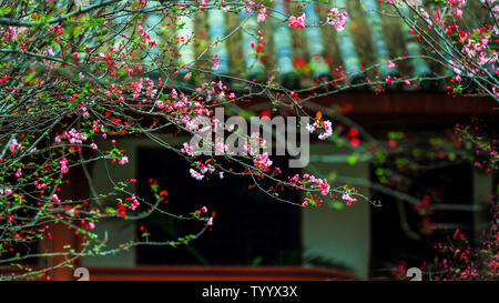 Flowers in the courtyard of ancient buildings. Stock Photo