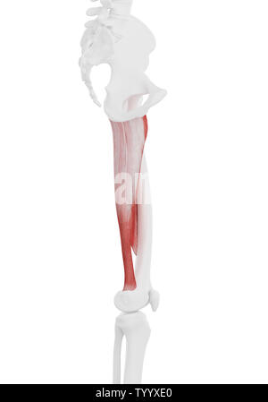 3d rendered medically accurate illustration of the Adductor Magnus Stock Photo