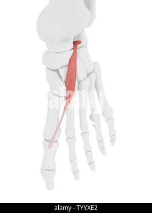 3d rendered medically accurate illustration of the Extensor Hallucis Brevis Stock Photo