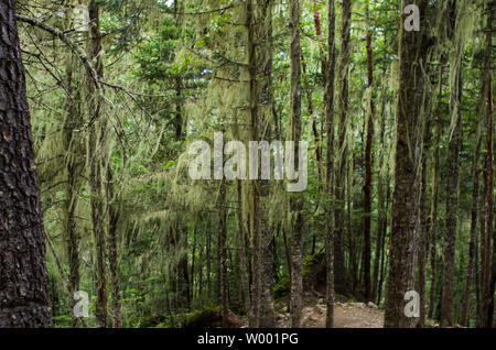 Original forest scenery of Meri Yupang Village, Yunnan Province Stock Photo