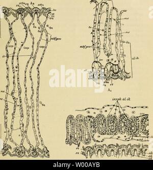 Archive image from page 20 of Die Entwicklung der Kiemen bei Stock Photo