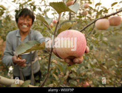 A Chinese woman picks ripe apples in her family's apple orchard in the countryside of Yantai, a coastal city in China's Shandong province, November 5, 2006. The overall quality of China's farm produce has been improving, according to the latest quality monitoring report released by the Ministry of Agriculture. Last year, China earned 27.2 billion U.S. dollars from farm produce exports, representing 3.6 percent of total exports and 3.2 percent of the world's total farm produce trade.  (UPI Photo/Stephen Shaver) Stock Photo