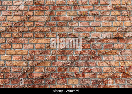 A red brick wall covered with dried vines. Stock Photo