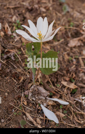 Single beautiful spring Bloodroot blooming with 2 petals fallen on the ground. Stock Photo