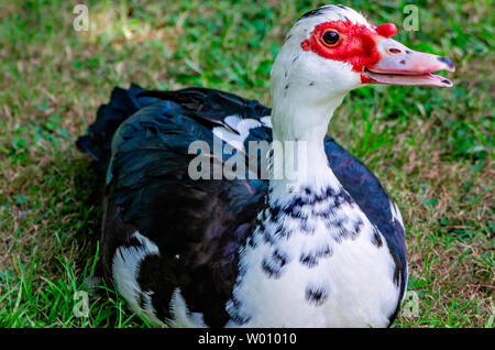 A female Muscovy duck (Cairina moschata) rests beside a pond at Highland Park, June 23, 2019, in Meridian, Mississippi. The ducks are native to Mexico Stock Photo