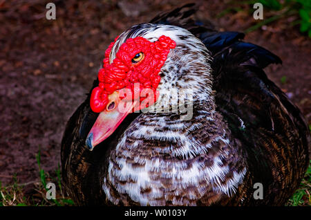 A male Muscovy duck (Cairina moschata) rests beside a pond at Highland Park, June 23, 2019, in Meridian, Mississippi. Stock Photo
