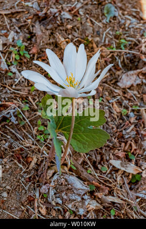 Single beautiful spring Bloodroot blooming with a leaf wrapped around bloom. Stock Photo