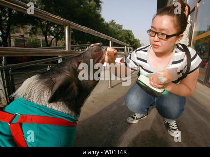 A Chinese woman feeds her large pig wearing a dress outside a convenience store in downtown Beijing on May 29, 2013.      UPI/Stephen Shaver Stock Photo