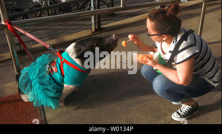 A Chinese woman feeds her large pig wearing a dress outside a convenience store in downtown Beijing on May 29, 2013.      UPI/Stephen Shaver Stock Photo