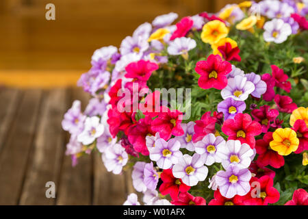 Hydrangeas Stock Photo