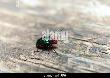 Metallic Green Beetle on a wooden bench. Macro shot. Selective Depth of Field Stock Photo