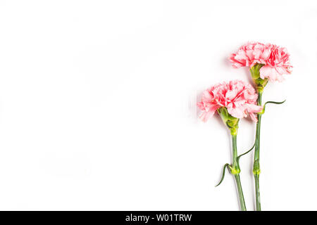 Mother's Day, carnations. Stock Photo