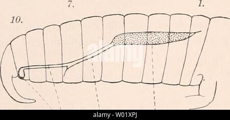 Archive image from page 107 of Die Embryonalentwickelung von Dermapteren und Stock Photo