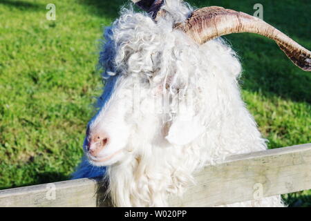 The Angora goat is a breed of domesticated goat, historically known as Angora. Angora goats produce the lustrous fibre known as Mohair. Stock Photo