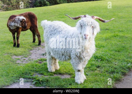 The Angora goat is a breed of domesticated goat, historically known as Angora. Angora goats produce the lustrous fibre known as Mohair. Stock Photo