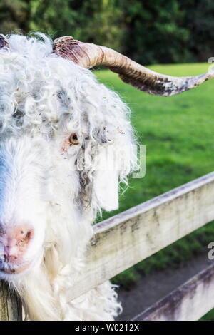 The Angora goat is a breed of domesticated goat, historically known as Angora. Angora goats produce the lustrous fibre known as Mohair. Stock Photo