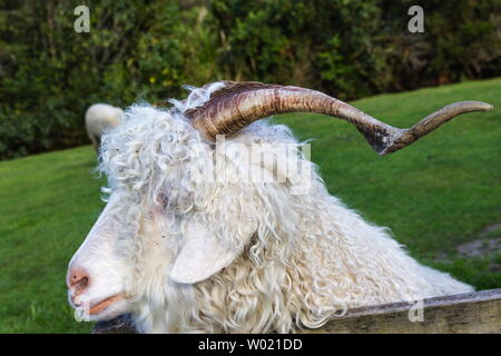 The Angora goat is a breed of domesticated goat, historically known as Angora. Angora goats produce the lustrous fibre known as Mohair. Stock Photo