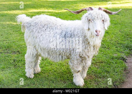 The Angora goat is a breed of domesticated goat, historically known as Angora. Angora goats produce the lustrous fibre known as Mohair. Stock Photo