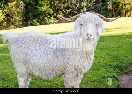 The Angora goat is a breed of domesticated goat, historically known as Angora. Angora goats produce the lustrous fibre known as Mohair. Stock Photo