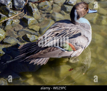 Multiple valuesBeautiful northern pintail male duck swimming in the lake.Brown head, orange and green stripes, white chest, long tail feathers. Grey b Stock Photo