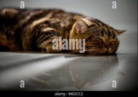 cute cat sleeping perfect dream cat Stock Photo