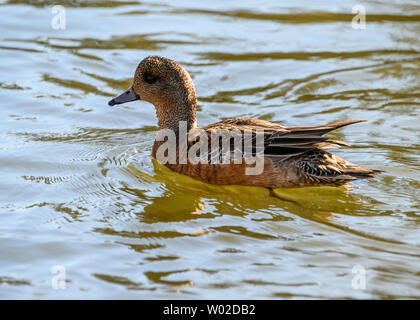 Beautiful American wigeon female duck swimming in the lake. Brown head, orange and brown body. spotted head, Grey bill. striped belly feathers. Sunny Stock Photo